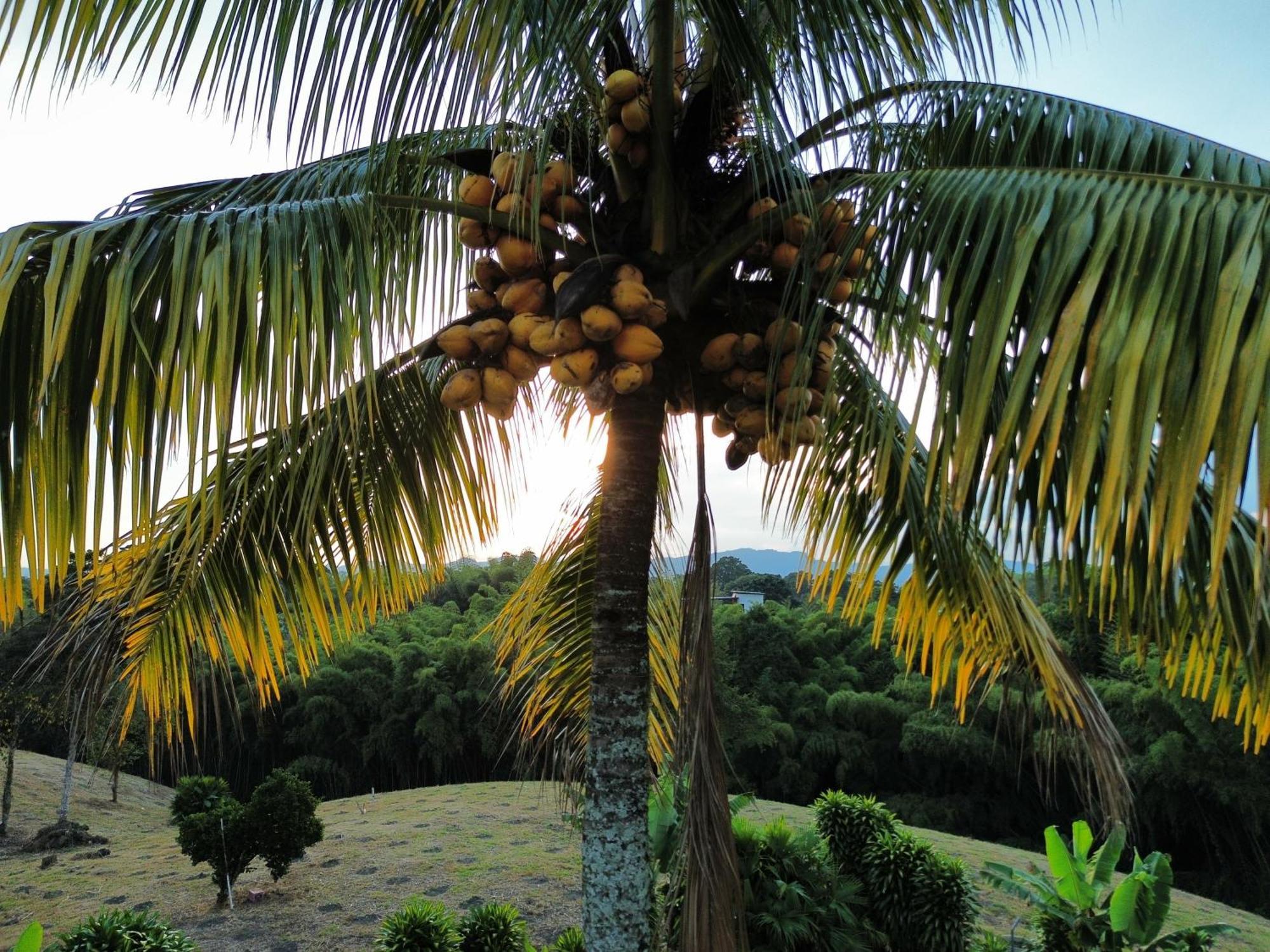 Finca Hotel Los Cocos Монтенегро Екстериор снимка